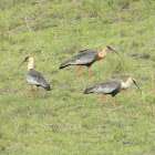 Cocli - Buff-necked Ibis