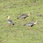 Cocli - Buff-necked Ibis