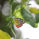 Common Jezebel