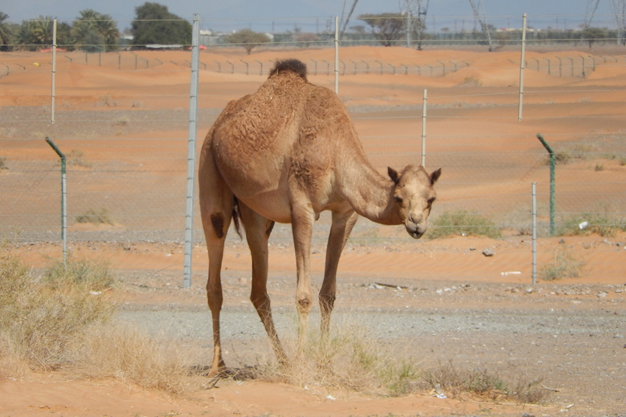 Dromedary