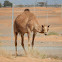 Dromedary