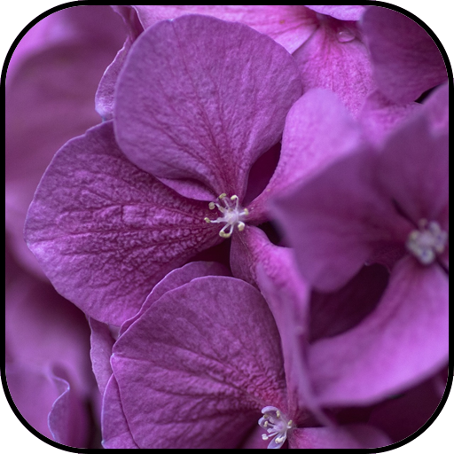 Violet Flori Imagini De Fundal Aplicații Pe Google Play