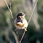 Zitting Cisticola; Buitrón