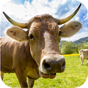 Cow Sounds  Icon