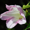 Hedge Bindweed (wildflower)