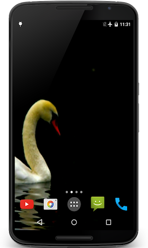 Swan Video Live Wallpaper