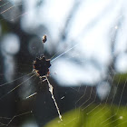 Spiny backed orb weaver