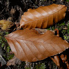 Japanese Beech