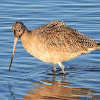 Marbled godwit