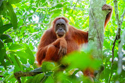 Among the recipients of the vaccine are a 28-year-old orangutan and bonobos. File image.