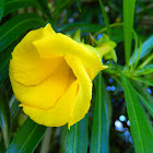 Yellow Oleander