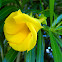 Yellow Oleander