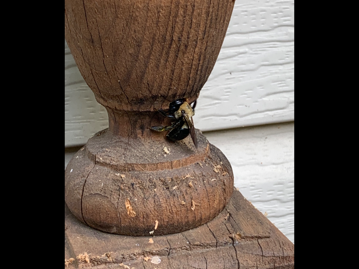 Eastern Carpenter Bee