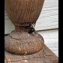 Eastern Carpenter Bee