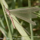 Antlion