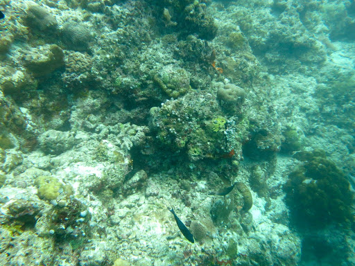 Underwater in The Maldives 2014