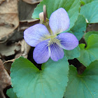 Blue Violet