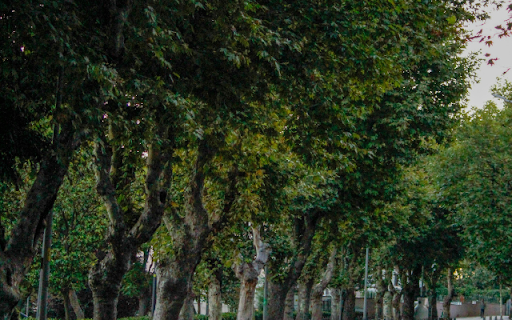 Emerald Tree Avenue screenshot 1