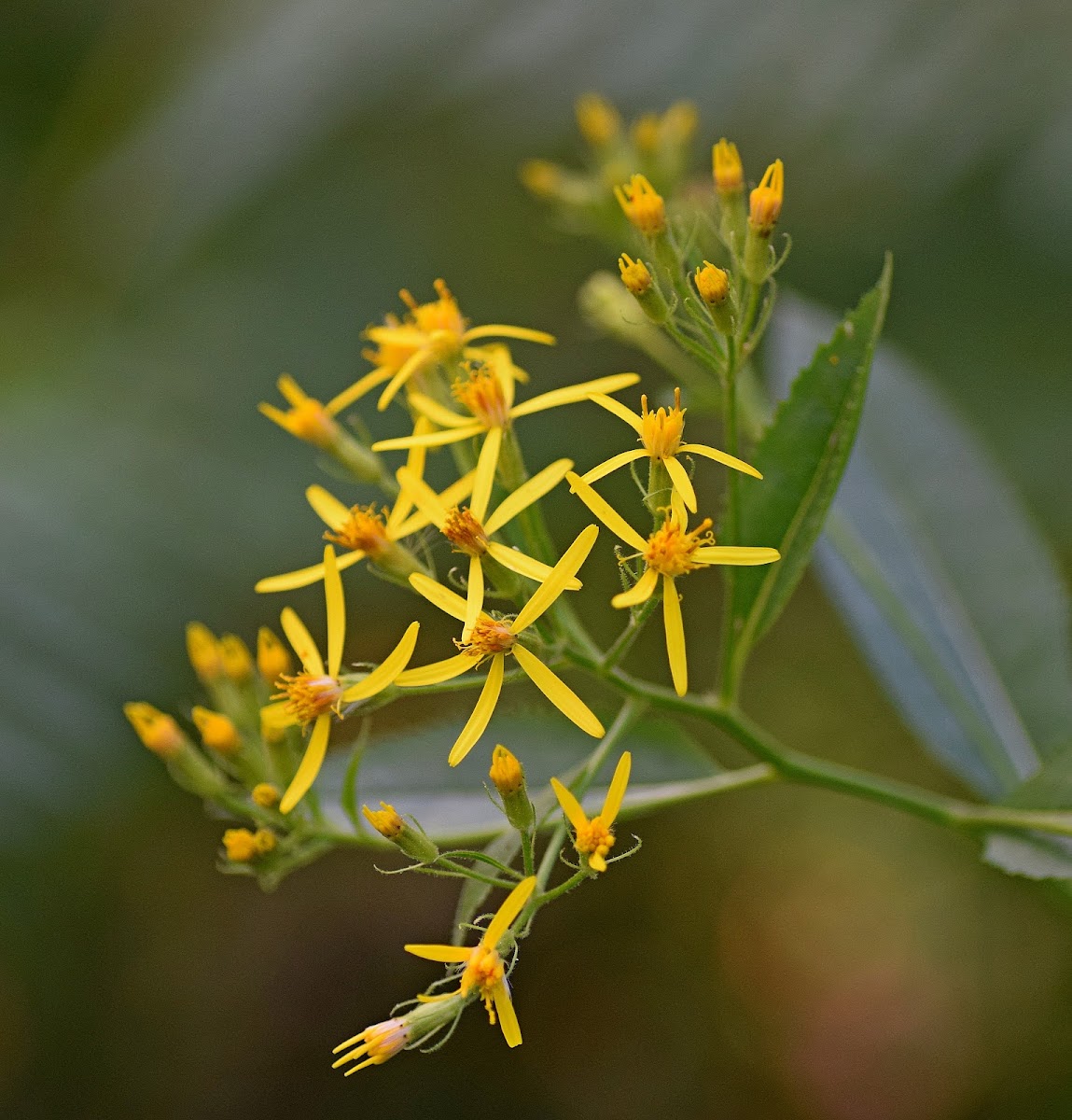 Wood Ragwort