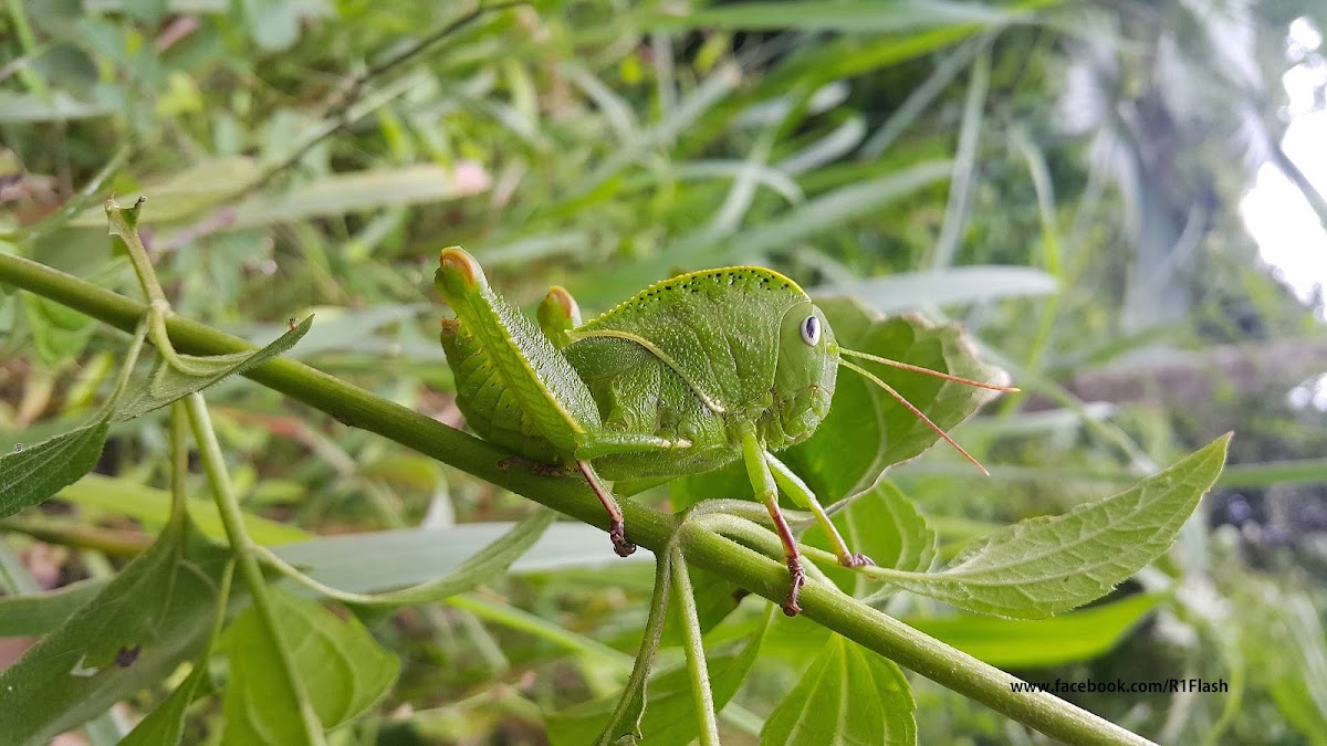 hooded grasshopper