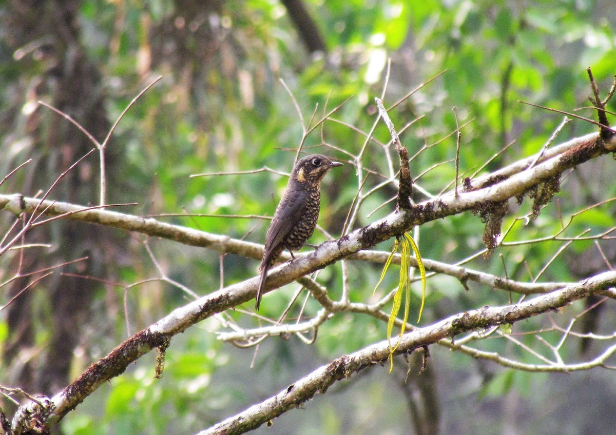 Chestnut-bellied rock thrush (female)