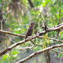 Chestnut-bellied rock thrush (female)