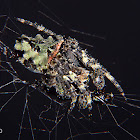 Lichen spider