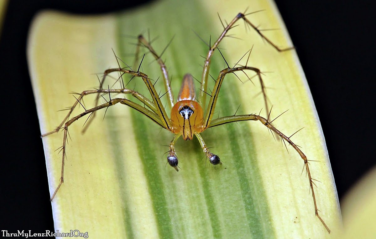 Lean Lynx Spider