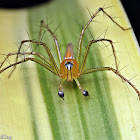 Lean Lynx Spider