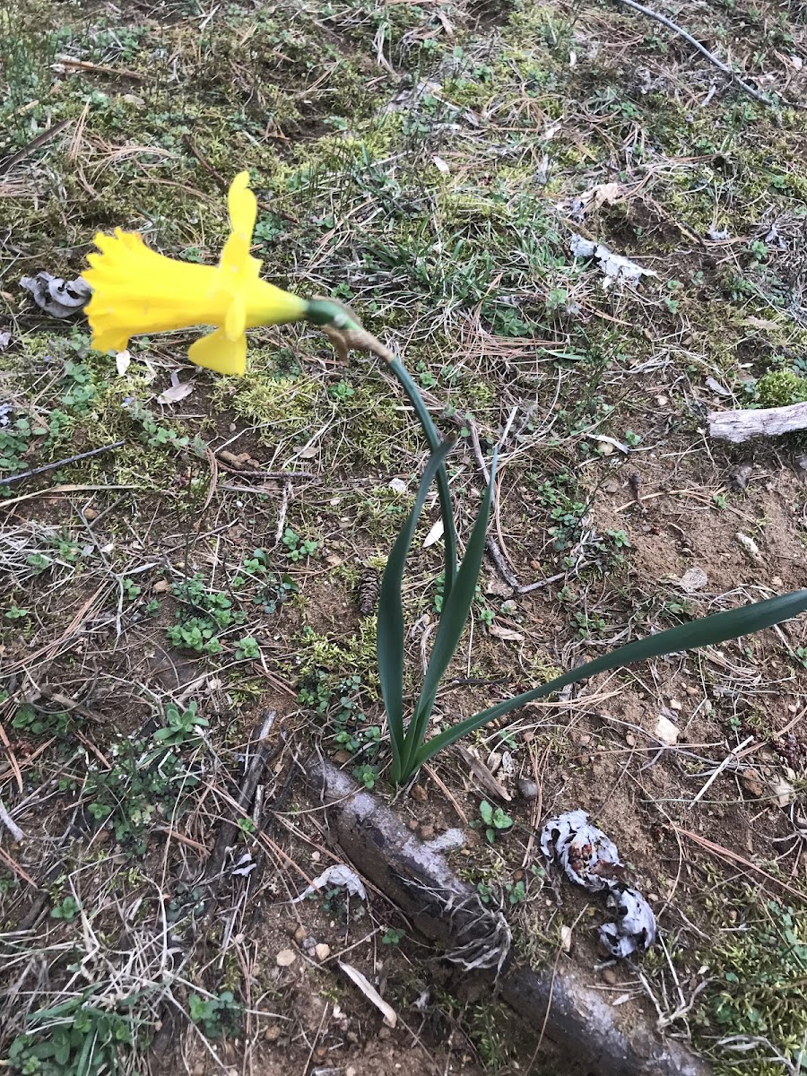 Yellow Iris