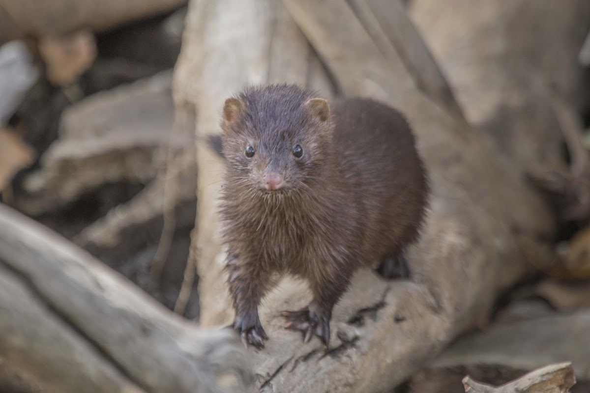 American Mink