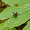 Bee-like Robber Fly