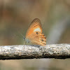 Northern or Orange-streaked Ringlet (Male)