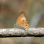 Northern or Orange-streaked Ringlet (Male)