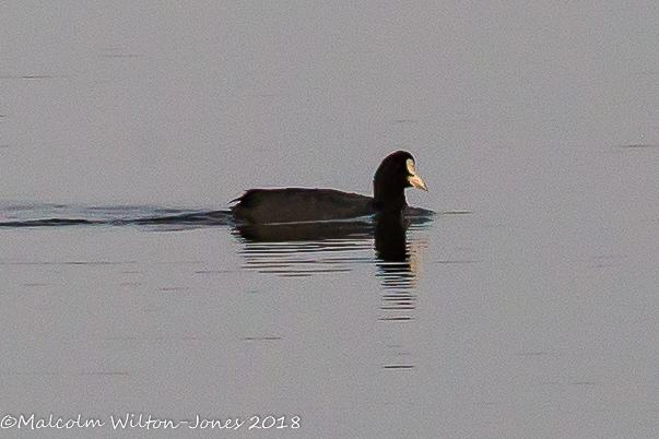 Coot; Focha Común