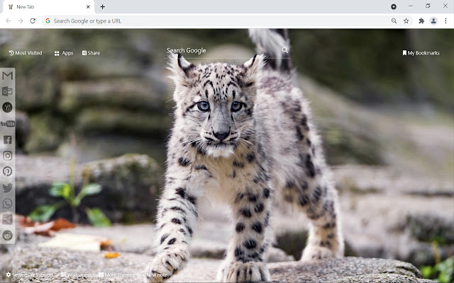 Snow Leopard Wallpaper