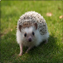 Cute Hedgehog HD Wallpaper New Tab