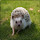 Cute Hedgehog HD Wallpaper New Tab