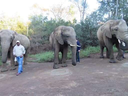 Elephants Rescue & Refuge South Africa 2017