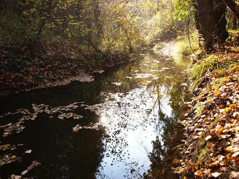 Ruscello d'autunno di Fifurnio