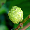 Beach Mulberry or Cheese Fruit