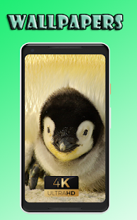 Pennguine sweet cute beauty Wallpaper 1.0 APK + Mod (Unlimited money) إلى عن على ذكري المظهر