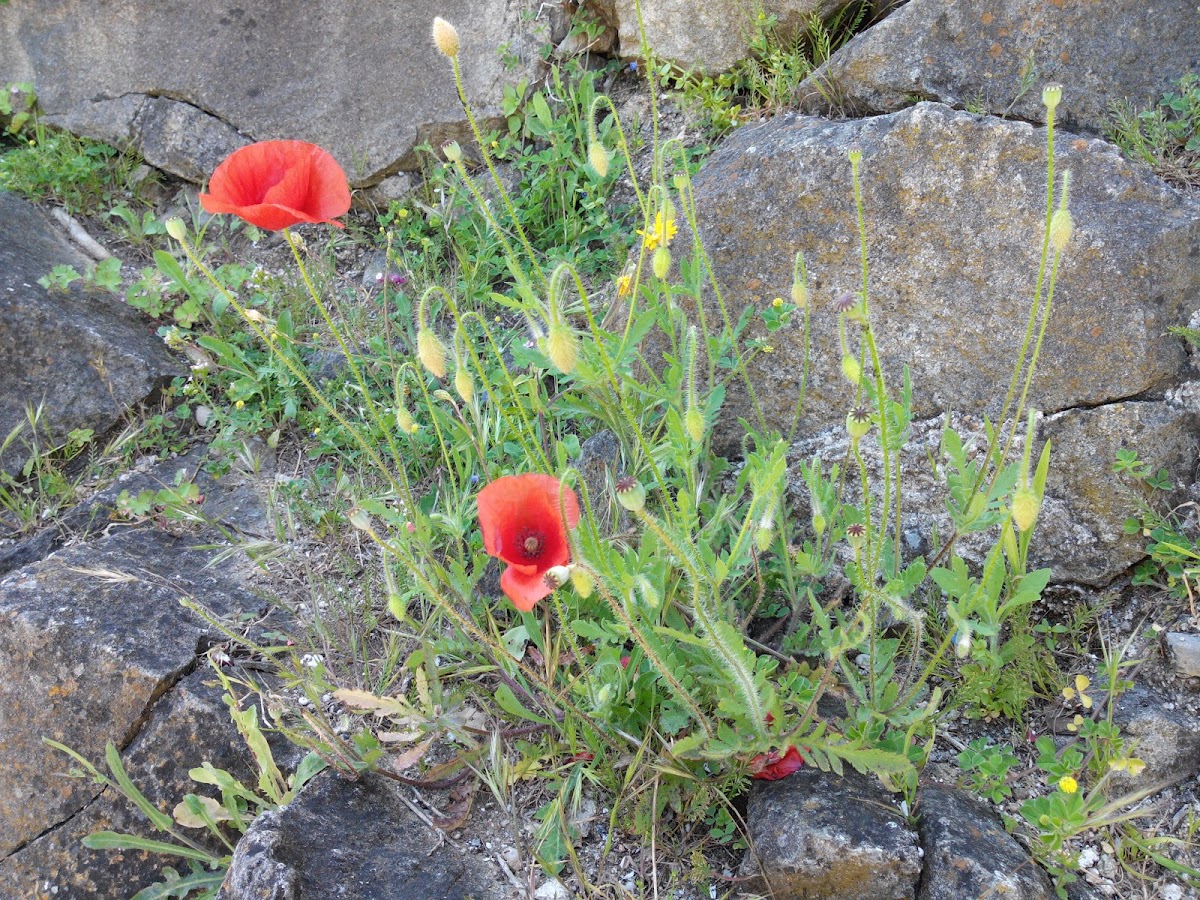 Common poppy