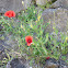 Common poppy