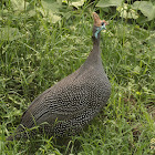 Helmeted guineafowl