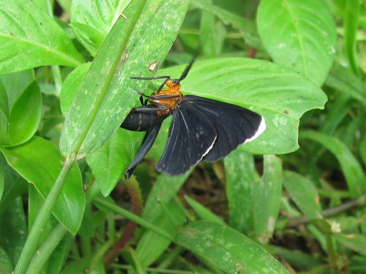 White-tipped Black