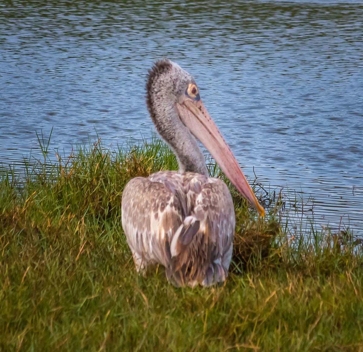 Spot-billed pelican / Grey pelican