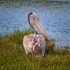 Spot-billed pelican / Grey pelican