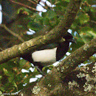 Magpie