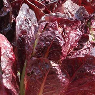 Starfresh Red Romaine Lettuce 1 Pc